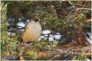 Siberian jay