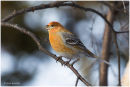 Pine grosbeak (female)