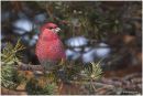 Pine grosbeak (male)