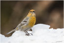 Female pine grosbeak