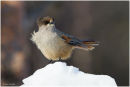Siberian jay