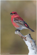 Pine grosbeak (male)