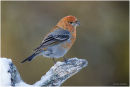 Female pine grosbeak