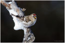Common redpoll