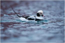 Long tailed duck