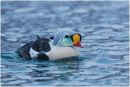Drake king eider