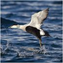 Drake common eider take off