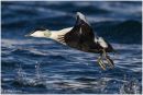 Drake common eider