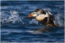 Drake king eider in flight