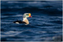 Drake king eider