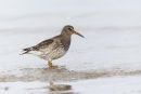 Purple sandpiper wading
