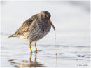 Purple sandpiper with worm