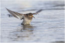 Purple sandpiper bathing