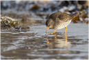 Purple sandpiper