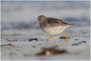 Purple sandpiper on the run