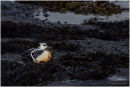 Drake Steller's eider