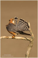 Female red footed falcon
