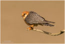 Female red footed falcon