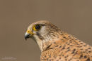 Kestrel portrait