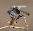 Red footed falcons mating