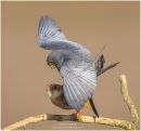 Red footed falcons mating