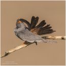 Male red footed falcon preening