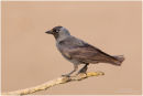 Jackdaw perched