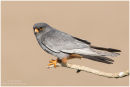 Male red footed falcon