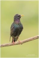 Starling