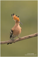 Hoopoe