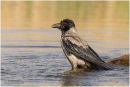 Hooded crow