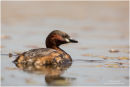 Little grebe