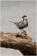 Whiskered tern