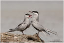 Whiskered terns
