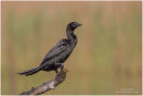 Pygmy cormorant