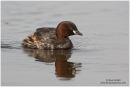 Little grebe