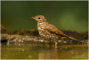 Song thrush