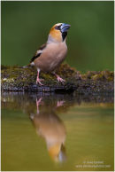 Hawfinch reflection