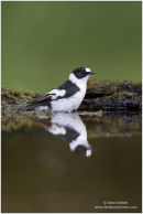 Collared flycatcher