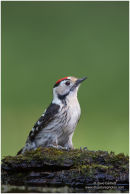 Middle spotted woodpecker