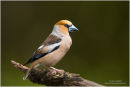 Hawfinch