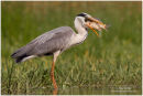 Grey heron fishing