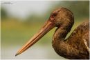 Juvenile black stork