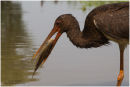 Juvenile black stork fishing