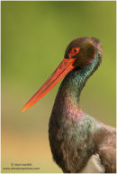 Adult black stork