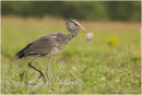Grey heron fishing