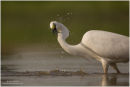 Great egret fishing