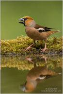 Hawfinch reflection
