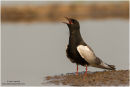 Black tern