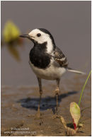 Pied wagtail
